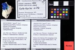 Foto (Objket + Etiketten) von Galatheites aiola (Robins, Feldmann, Schweitzer & Bonde, 2016) 